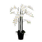 Plante artificielle : Pot phalaenopsis blanc D.35 x H.117 cm